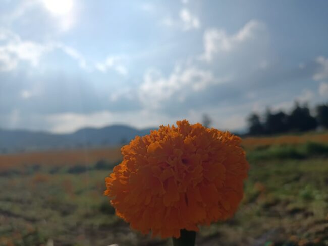 Michoacán,  uno de los principales productores de flor de cempasúchil