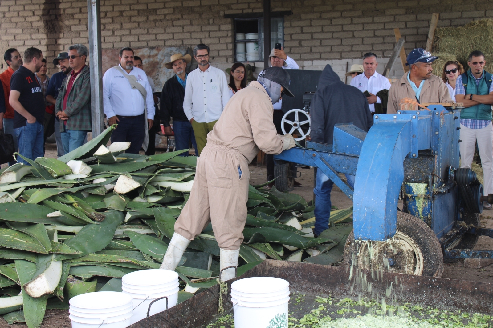 Promueven SECMA y Sader alternativas para aprovechar el gabazo del mezcal Promueven SECMA y Sader alternativas para aprovechar el gabazo del mezcal