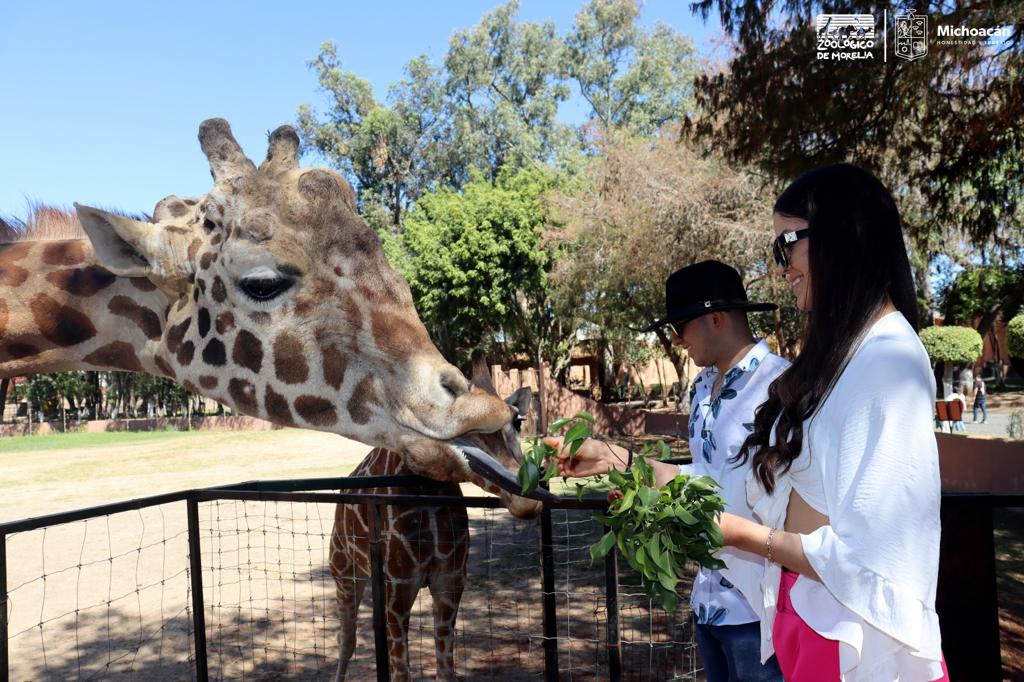 Este fin de semana largo conoce las especies y atractivos del Zoo de Morelia