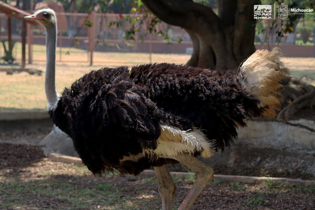 Informa Zoológico de Morelia el fallecimiento del avestruz Lola