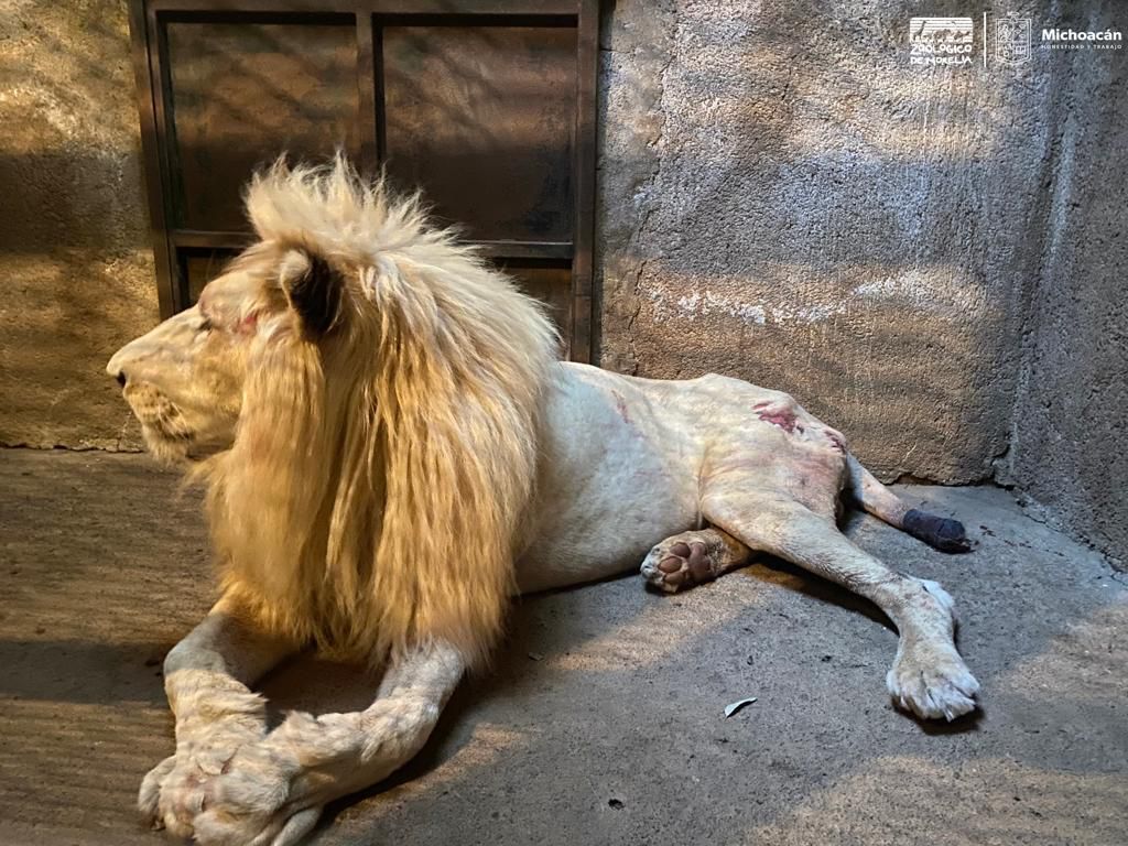 Al Zoológico de Morelia león blanco decomisado