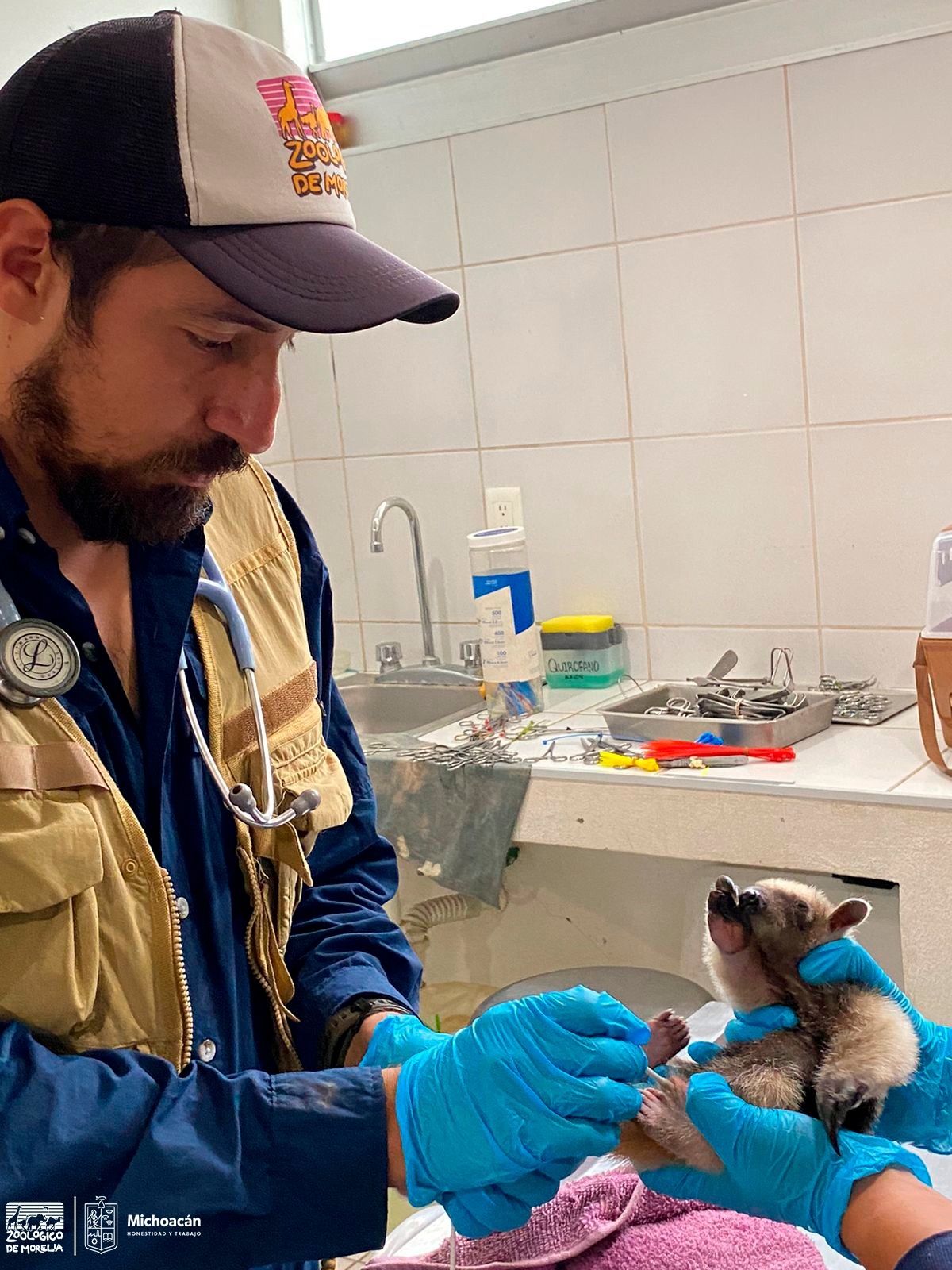 Zoológico de Morelia recibe oso hormiguero rescatado