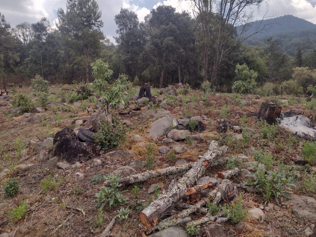 En Pátzcuaro, asegura FGE predio relacionado en plantación ilegal de aguacate