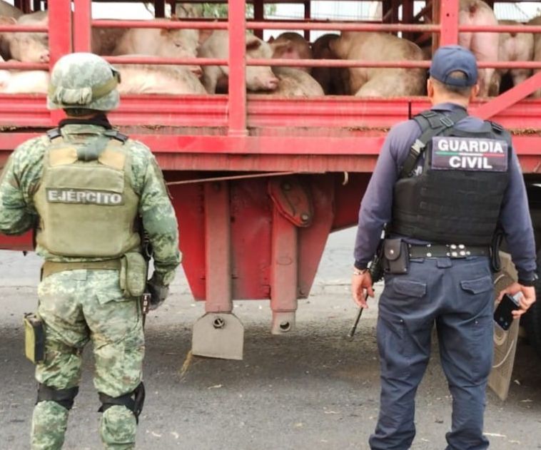 SSP, Sedena y GN inhiben robo a camión de carga