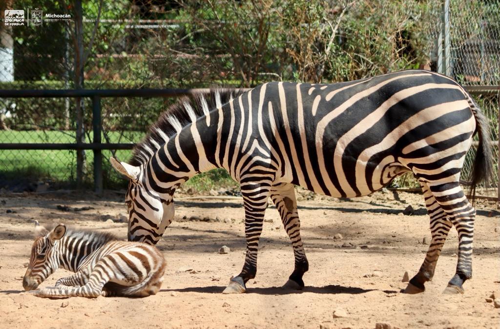 Dos nuevas crías en el zoológico de Morelia