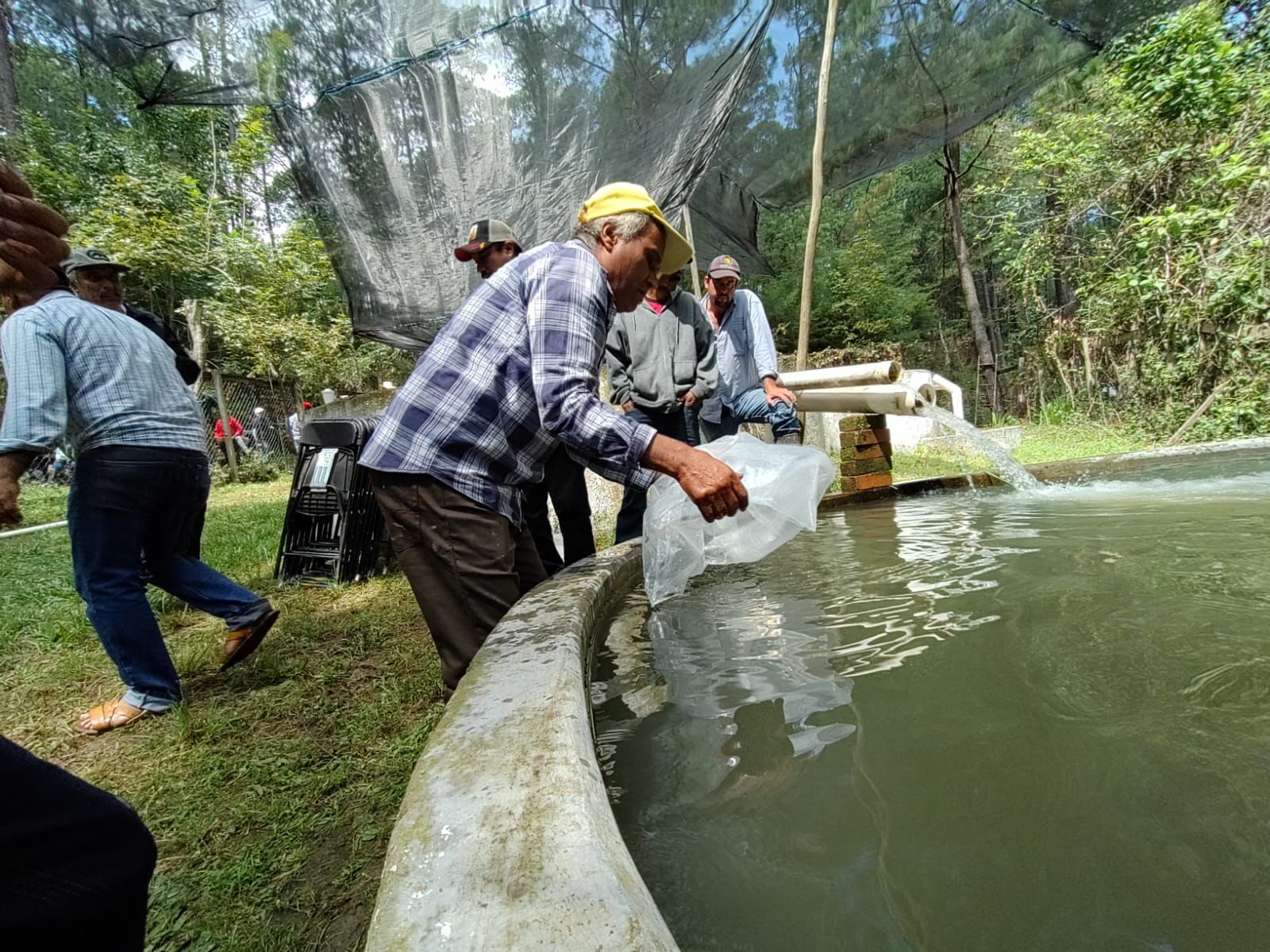 Compesca siembra 10 mil crías de trucha arcoíris en el sur de Morelia
