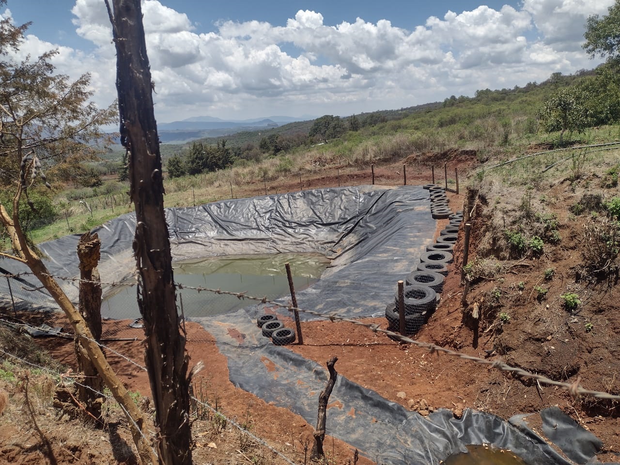 Asegura FGE predio relacionado en plantación ilegal de aguacate