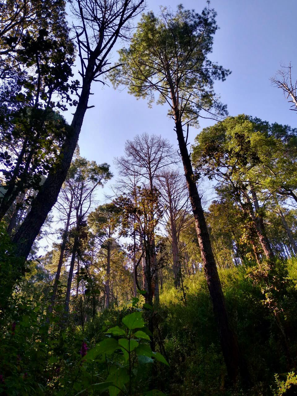 En Michoacán, vamos por 200 mil has de áreas naturales protegidas: ARB