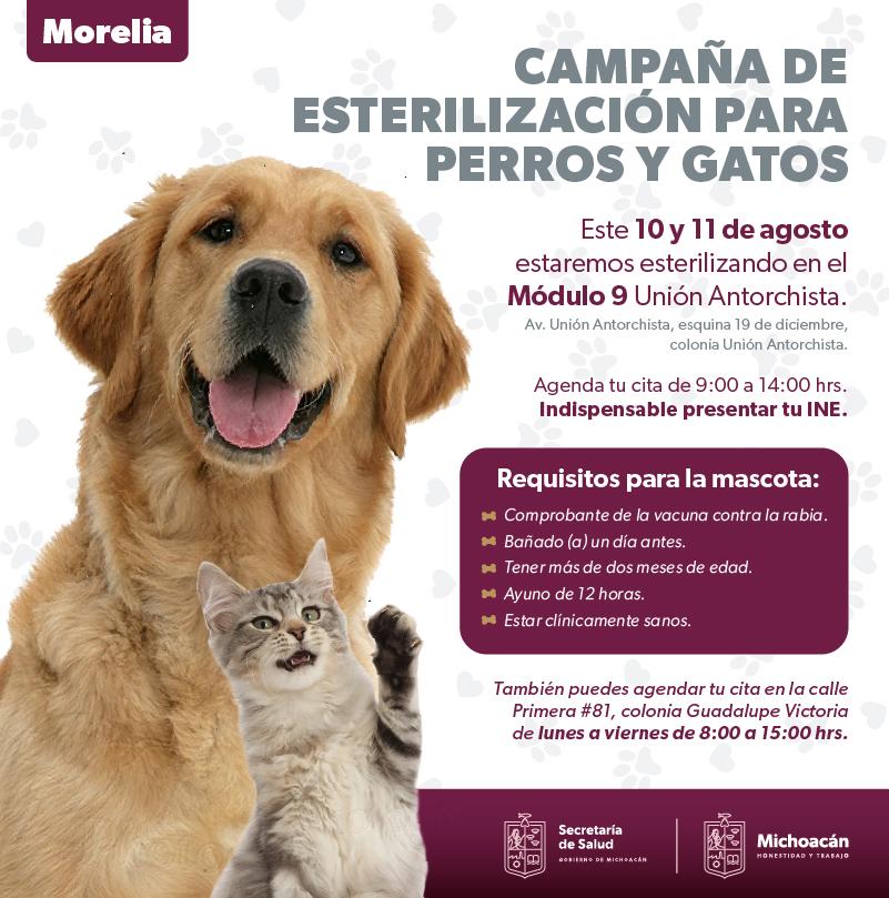 Campaña de esterilización canina y felina en Morelia