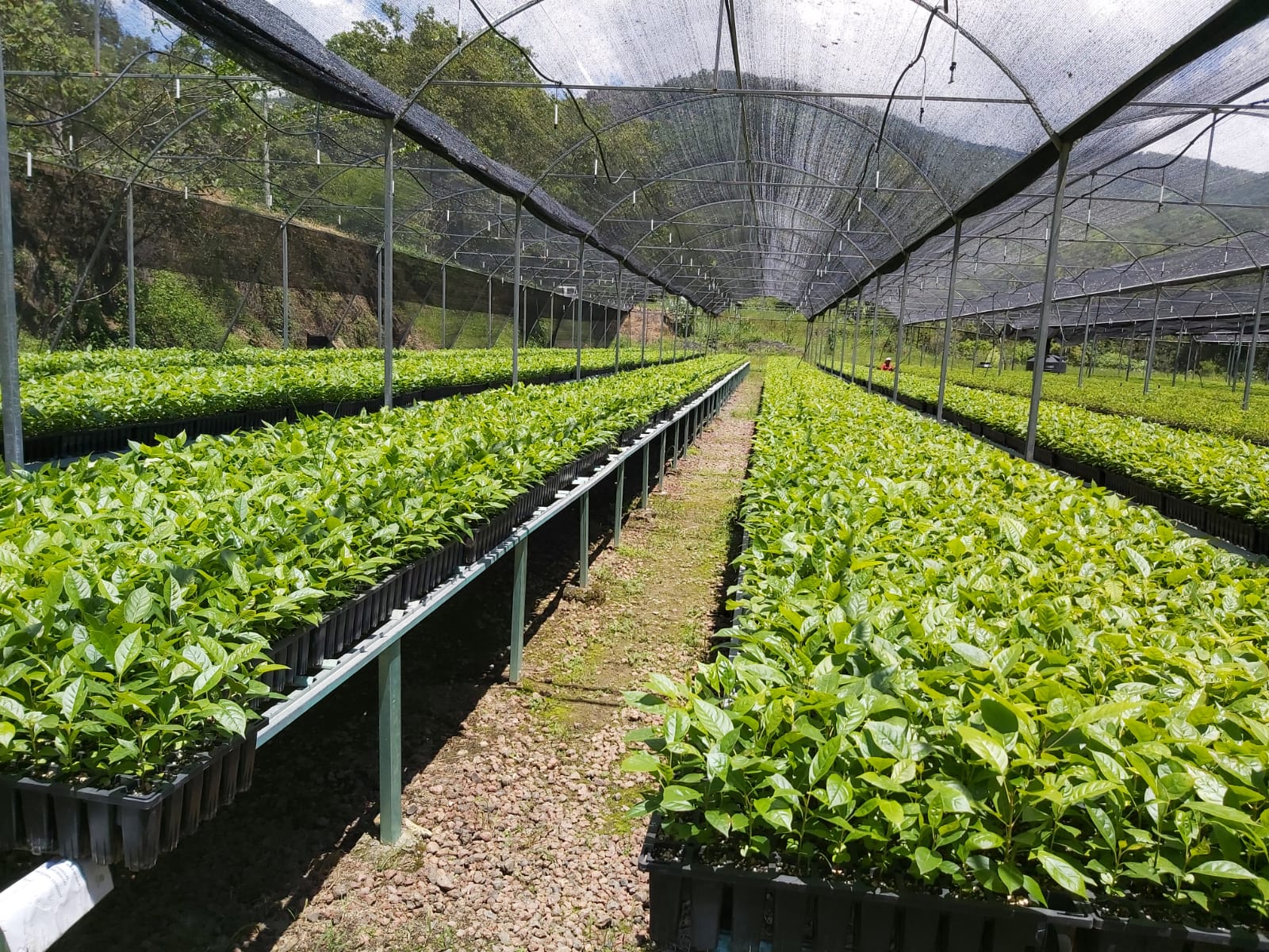 Más de un millón de árboles serán plantados en Aquila y Coahuayana: Cofom