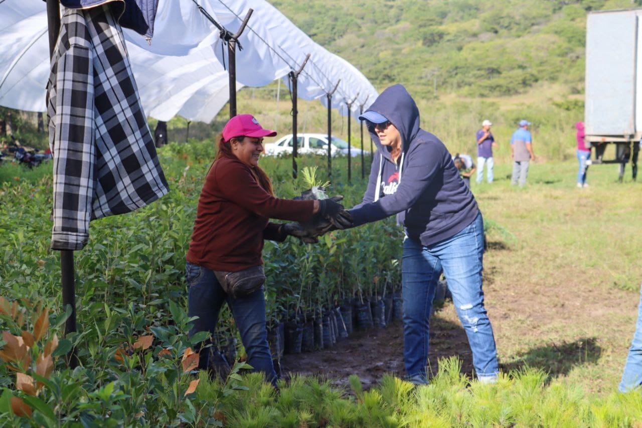 Concluye gobierno de Tangancícuaro recepción de arbolitos