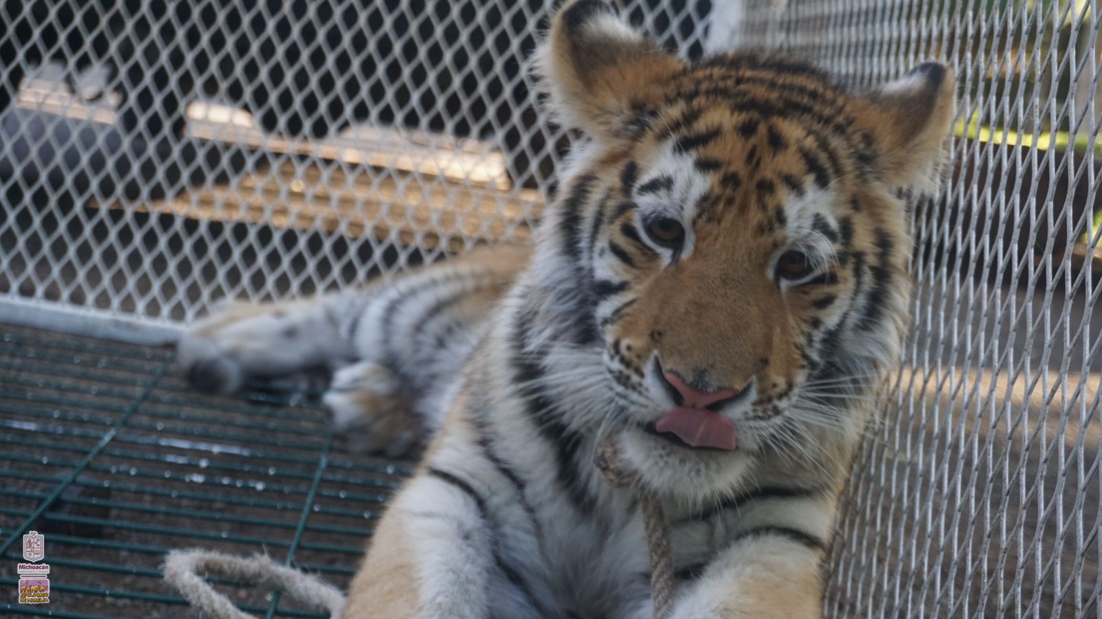 Llegan al zoológico de Morelia 3 felinos rescatados