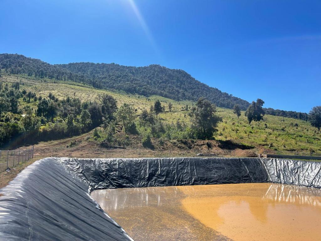 Asegura FGE predio relacionado en plantación ilegal de aguacate