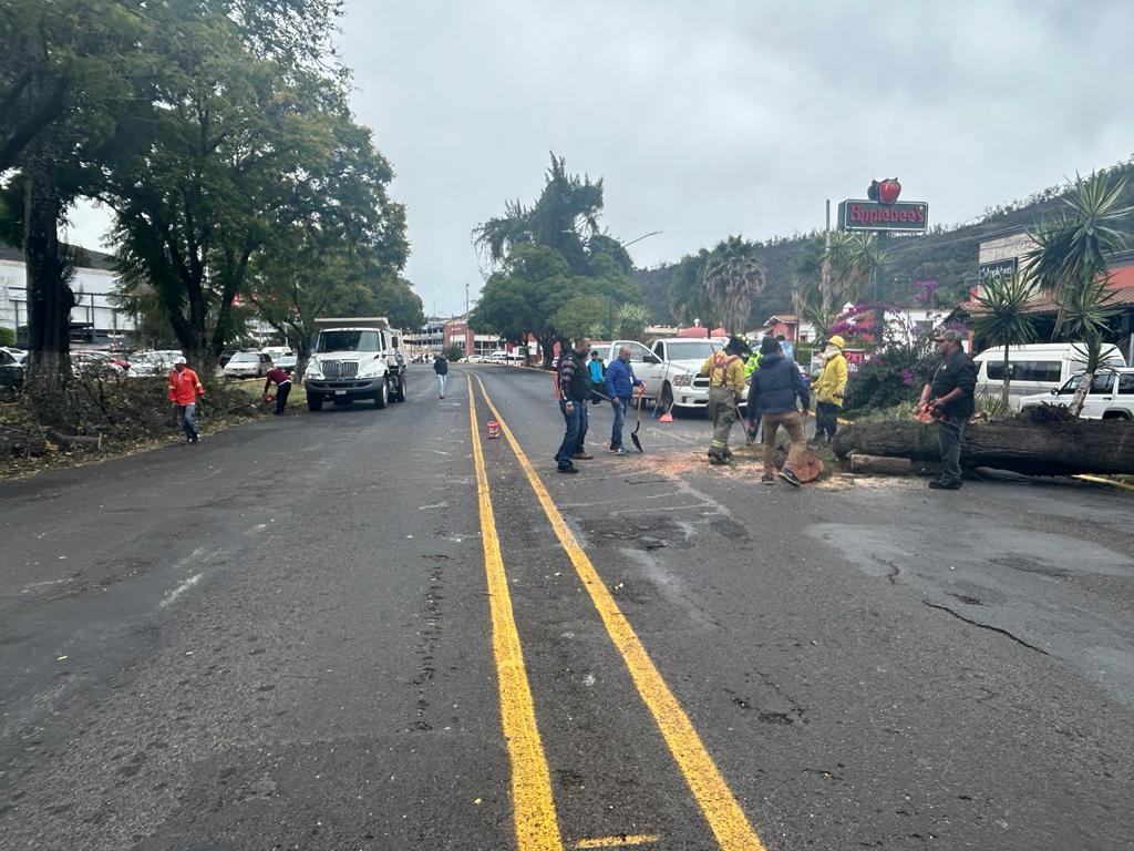 Retiran árbol que cayó en Avenida Camelinas