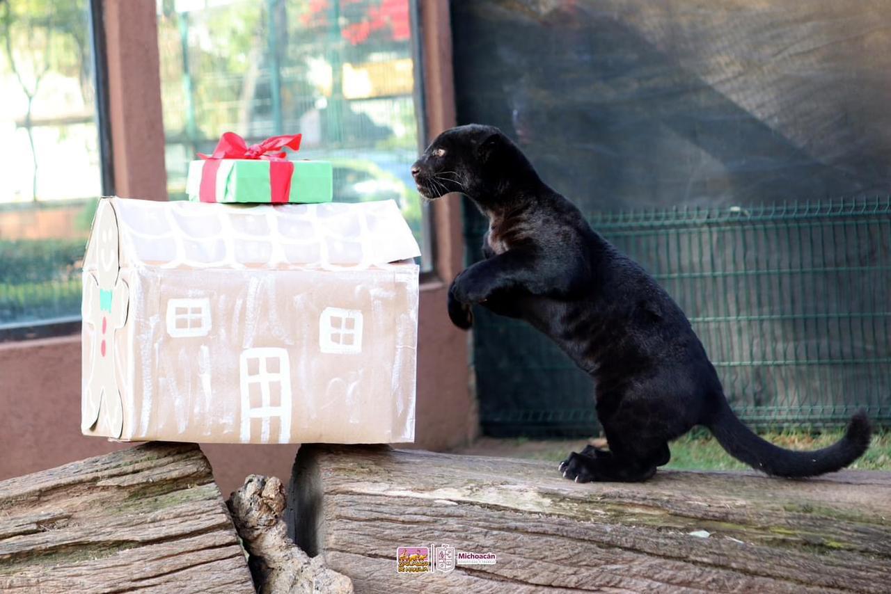 Visita Santa a felinos del Zoológico de Morelia Visita Santa a felinos del Zoológico de Morelia