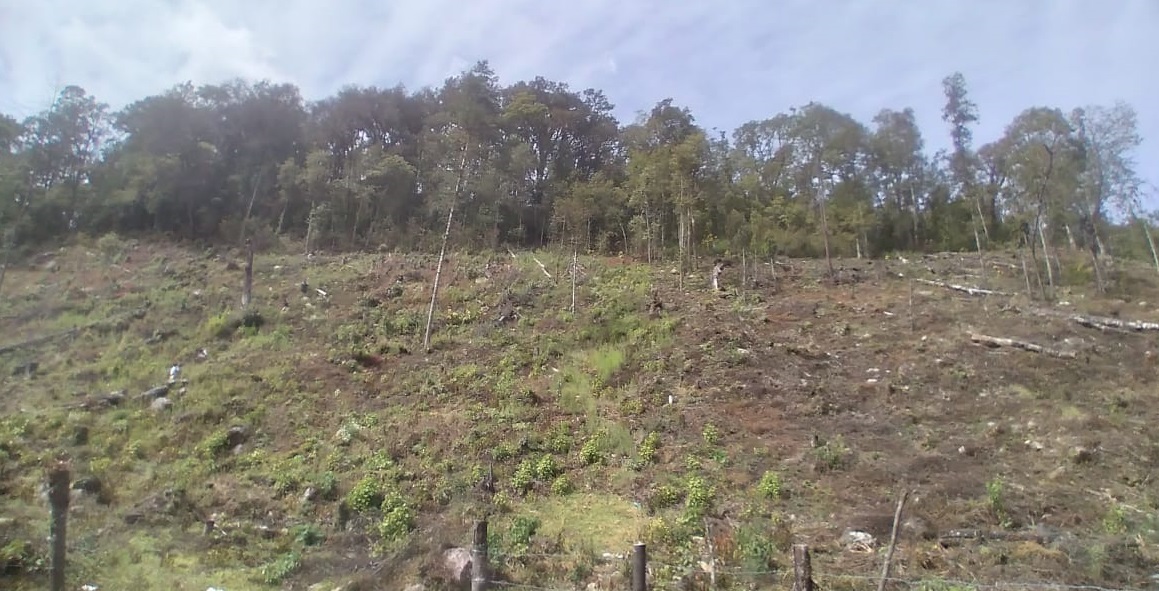 En Tacámbaro, asegura FGE predio relacionado con plantación ilegal de aguacate En Tacámbaro, asegura FGE predio relacionado con plantación ilegal de aguacate