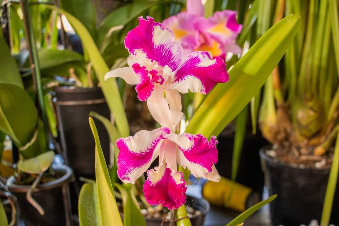 Todo un éxito la 4ta Feria de la orquídea en Tangancícuaro Todo un éxito la 4ta Feria de la orquídea en Tangancícuaro