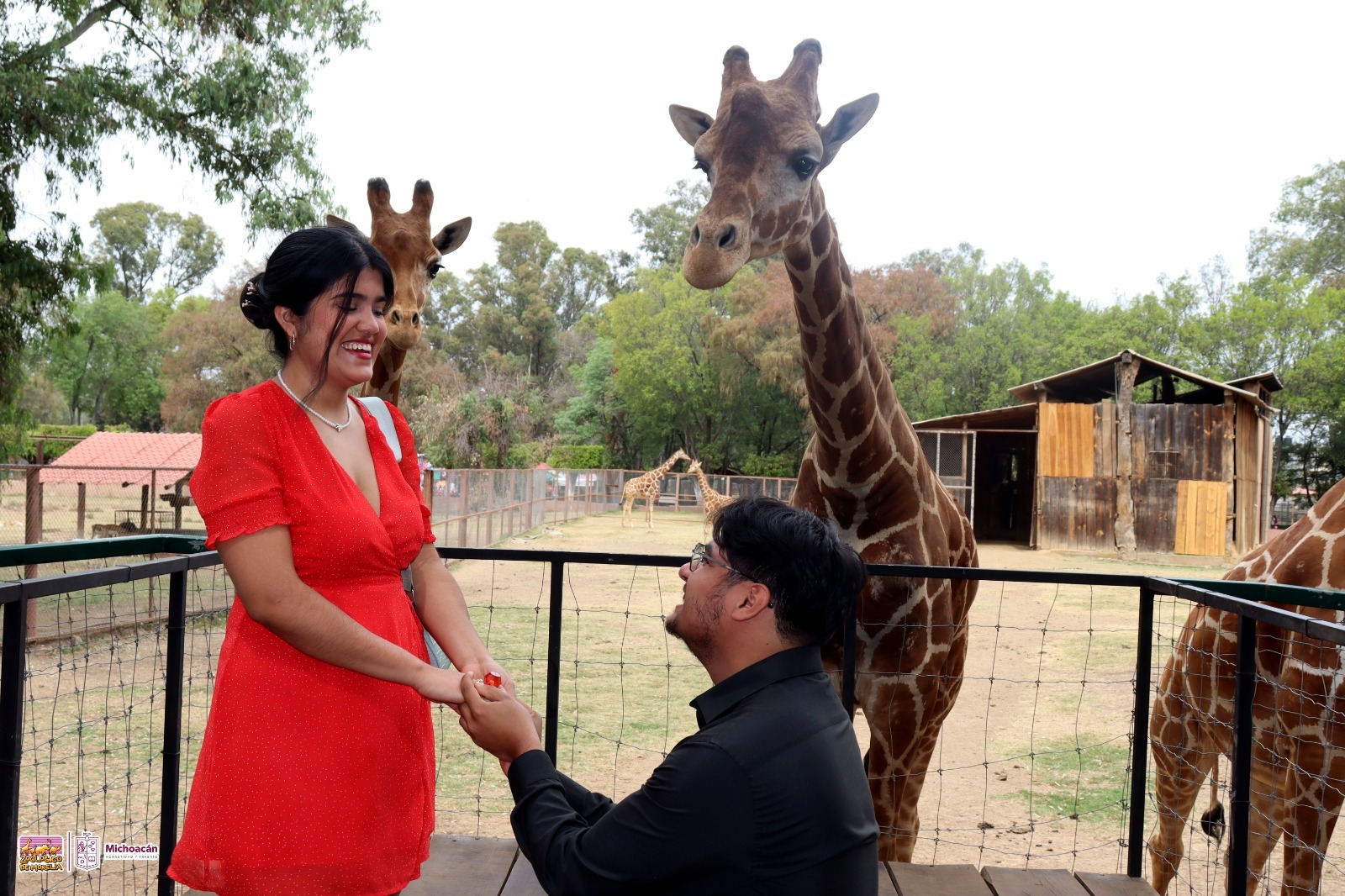 Parejas unen sus vidas en el Zoo de Morelia con las jirafas como testigos