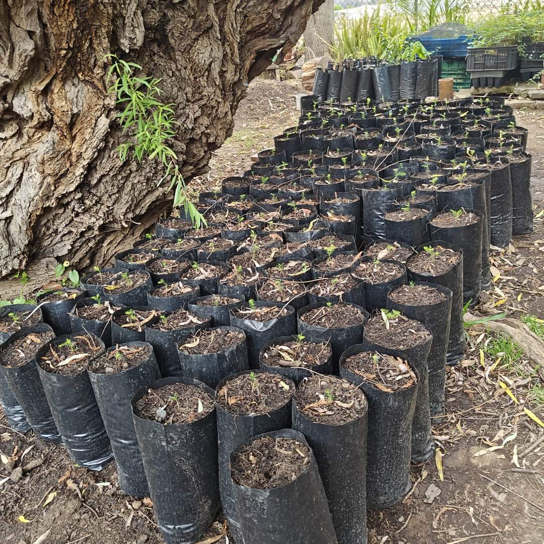 Impulsan conservación del sabino en el Tangancícuaro