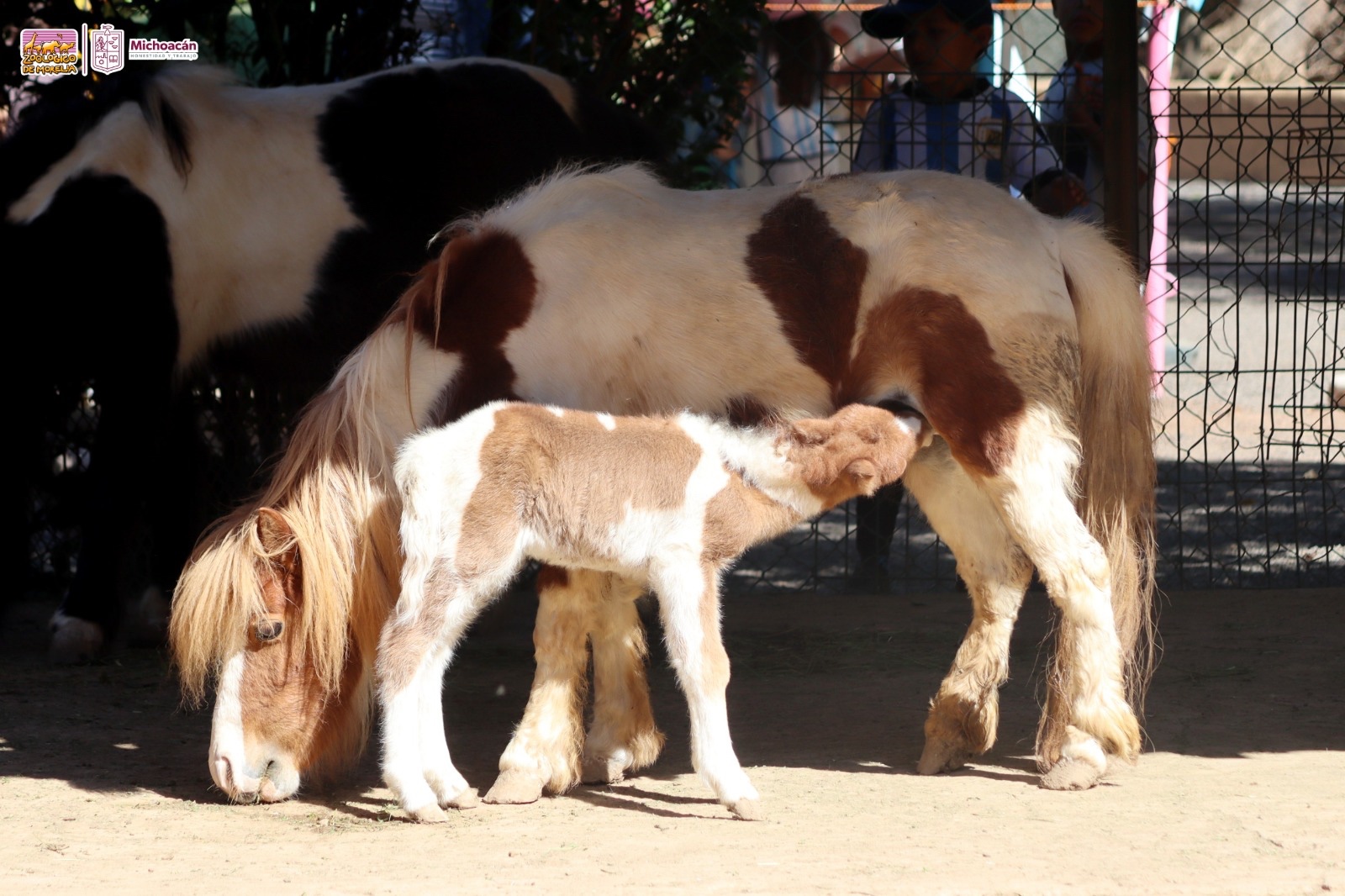 Conoce la tierna cría de poni que nació en el Zoológico de Morelia