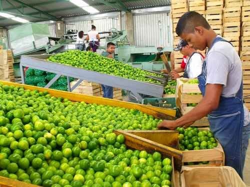 Sanidad vegetal, fundamental para control de plagas en cultivos de cítricos