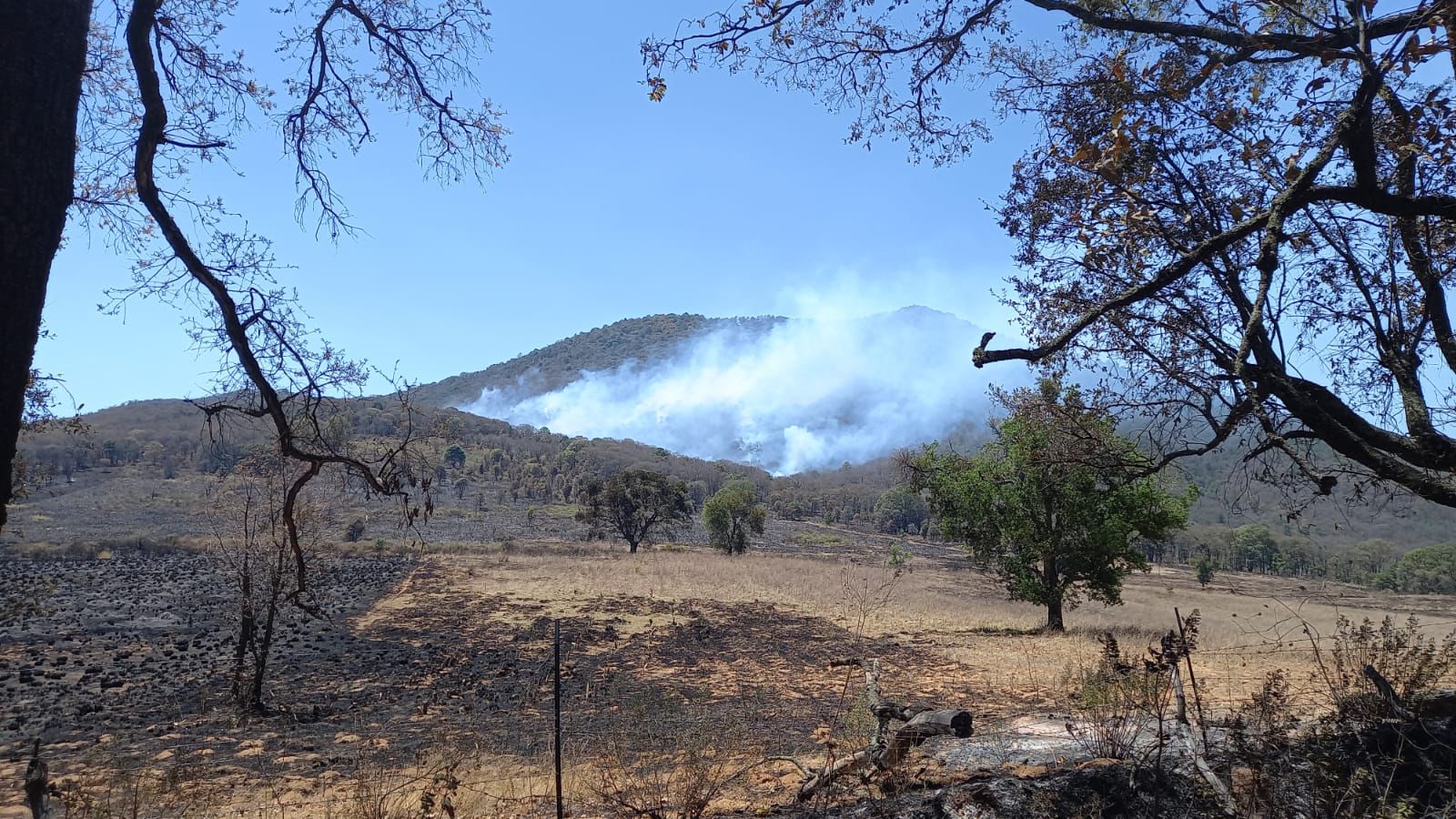 Combaten por tierra y aire reactivación de incendio forestal en cerro del Águila<br /> 