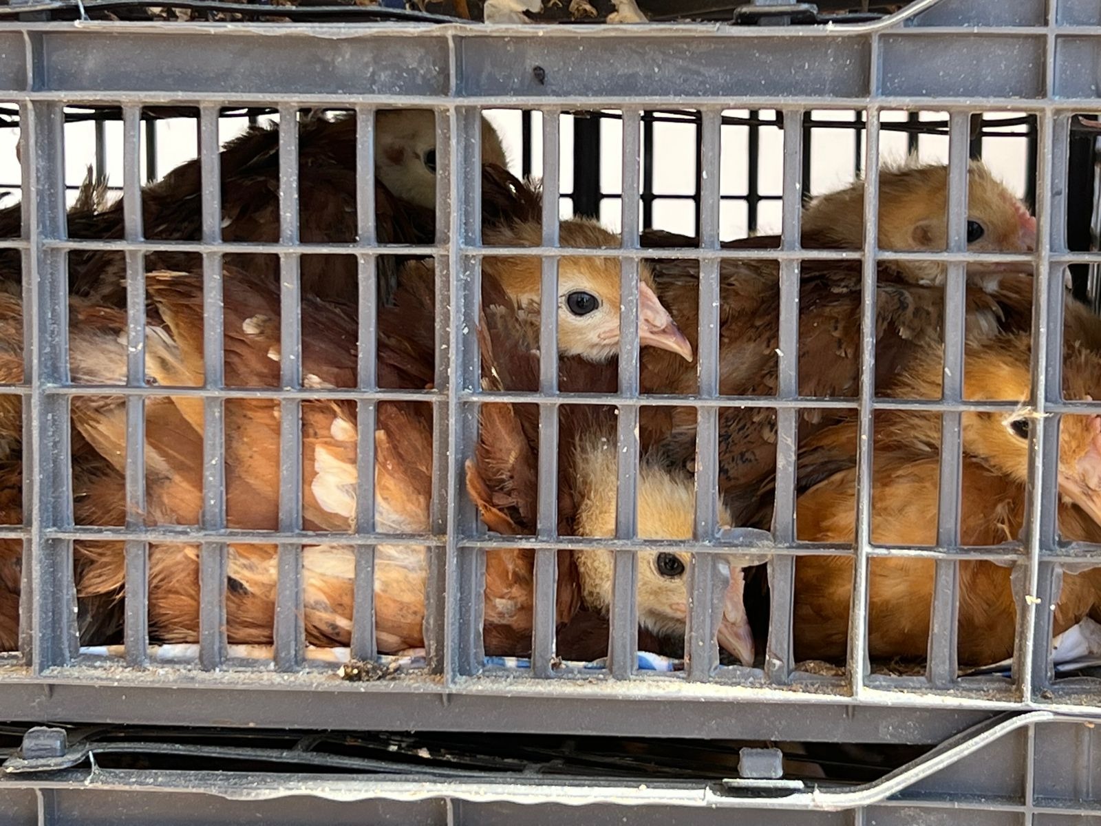 Informa Sader a ediles sobre cuidados para movilizar aves en sus territorios