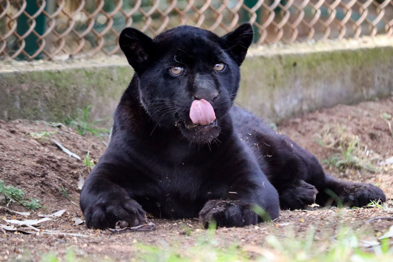 Muere jaguar en el zoológico de Morelia