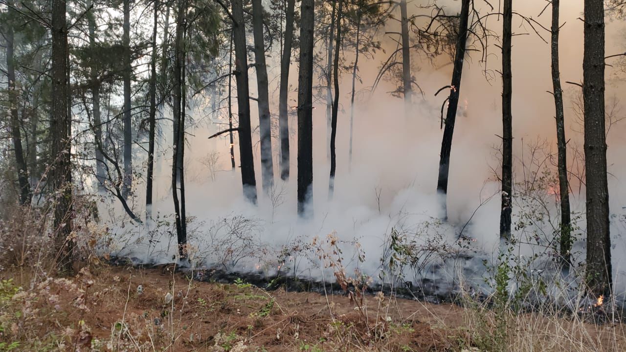 Atienden brigadistas incendio forestal en Zinapécuaro