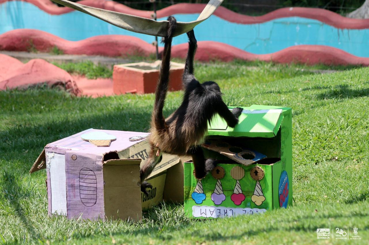 Zoo de Morelia refresca a monos araña con helados por onda de calor