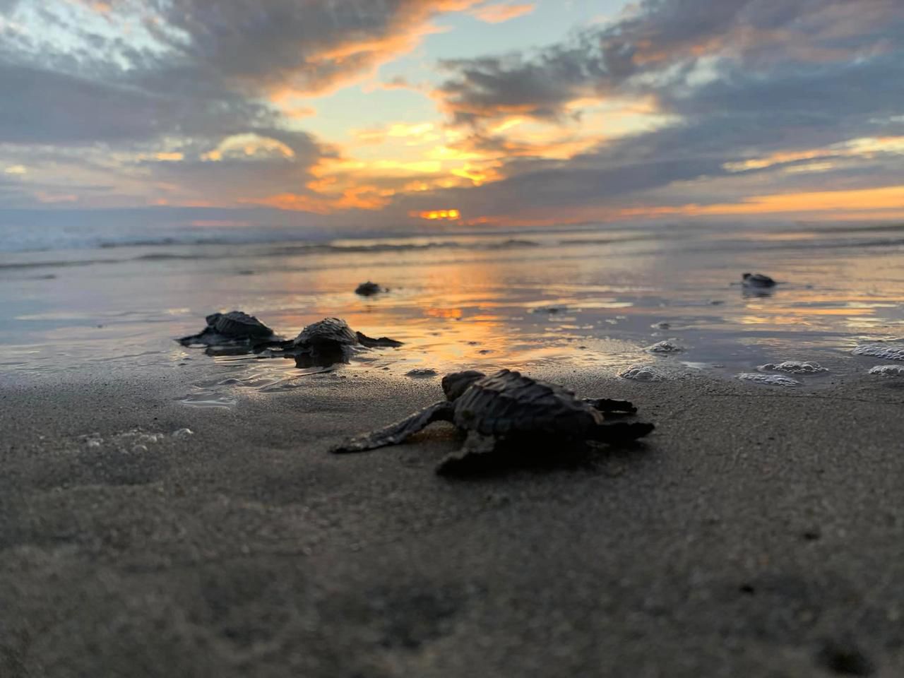 Se liberaron 2.4 millones de crías de tortuga marina en playas de Michoacán Se liberaron 2.4 millones de crías de tortuga marina en playas de Michoacán