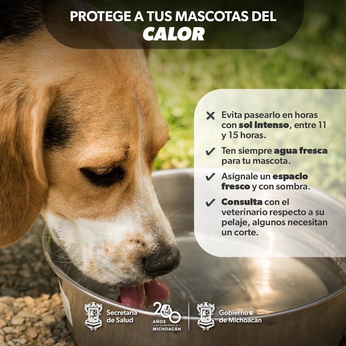 Identifica la deshidratación o golpes de calor en mascotas; la SSM te dice cómo