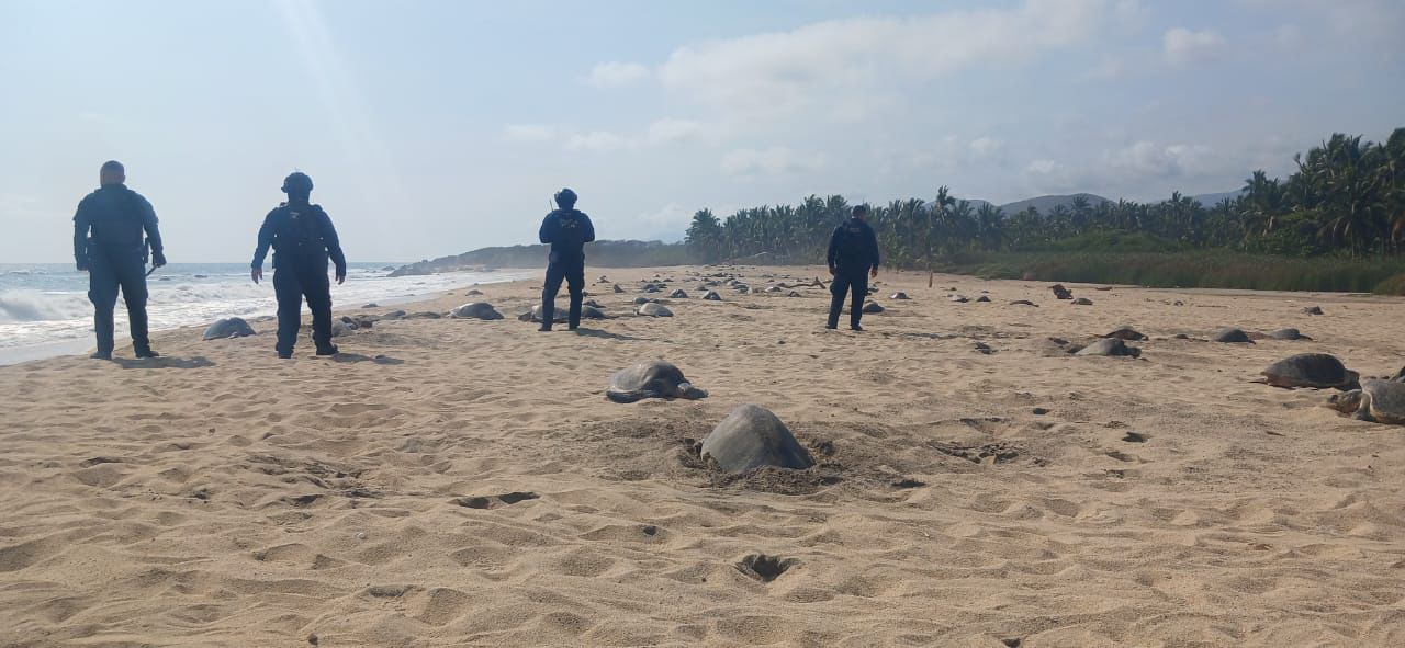 Guardia Civil protege arribo de tortugas marinas en Aquila