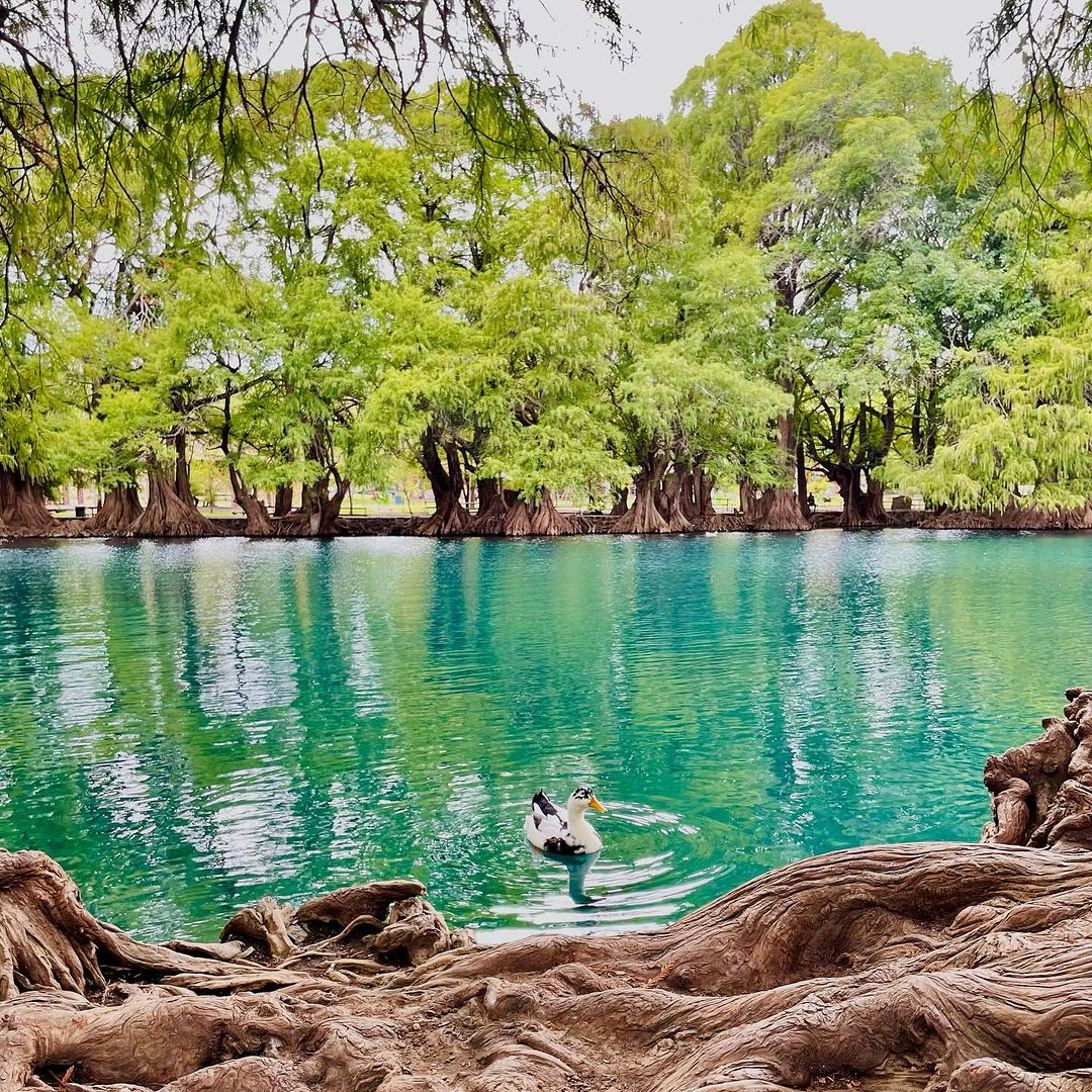 En verano todos a Camécuaro