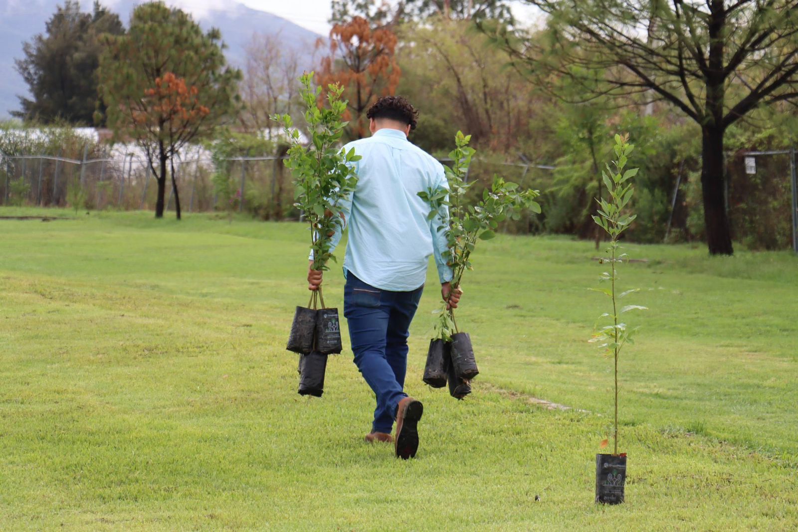 Jornada de reforestación en Tangancícuaro