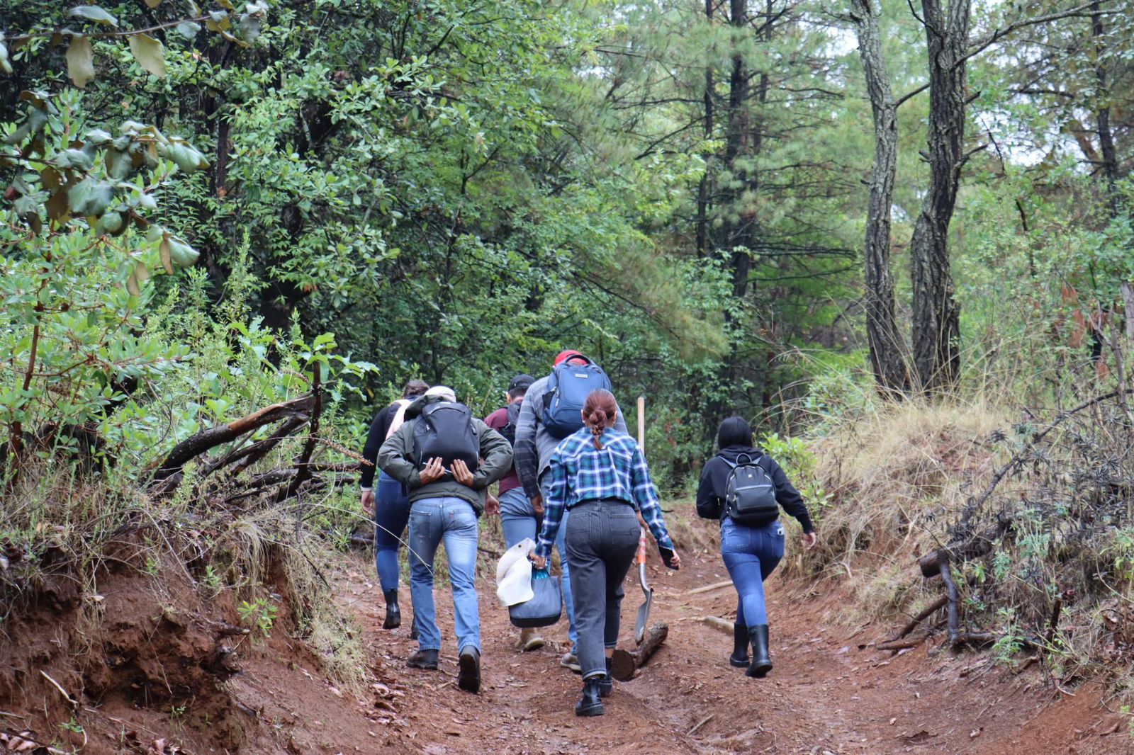 Reforestación en Patamban