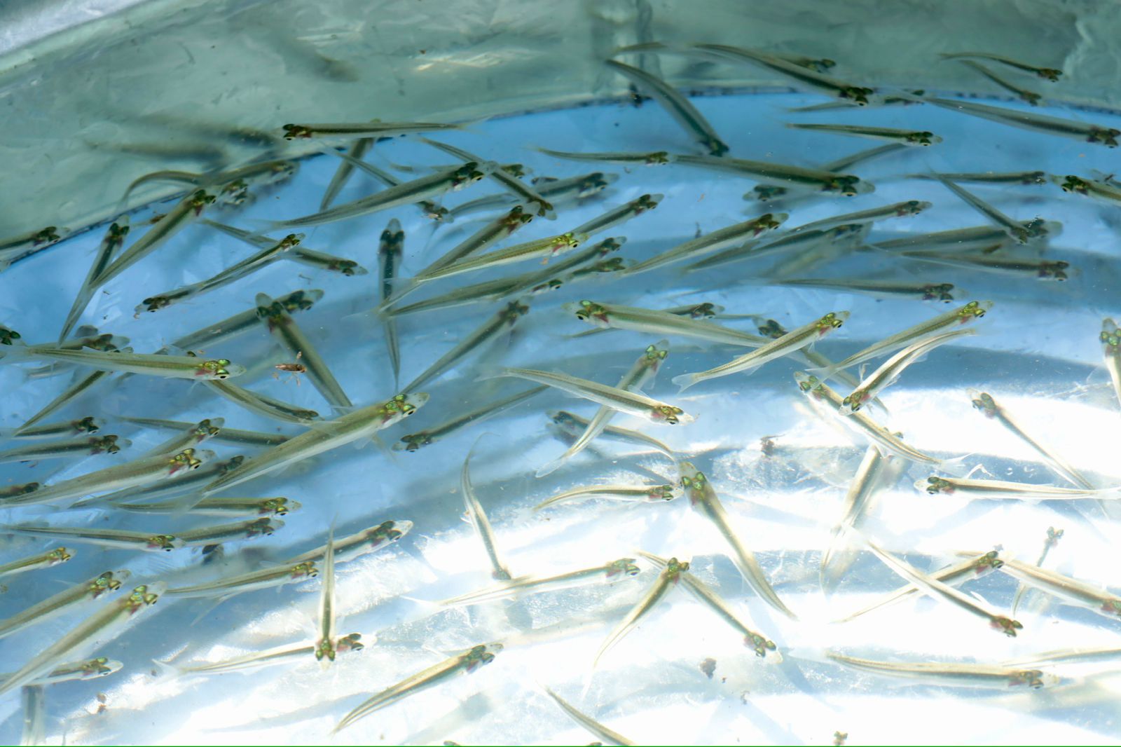 Arranca Gobierno estatal siembra de 50 mil crías de pescado blanco en el lago de Pátzcuaro