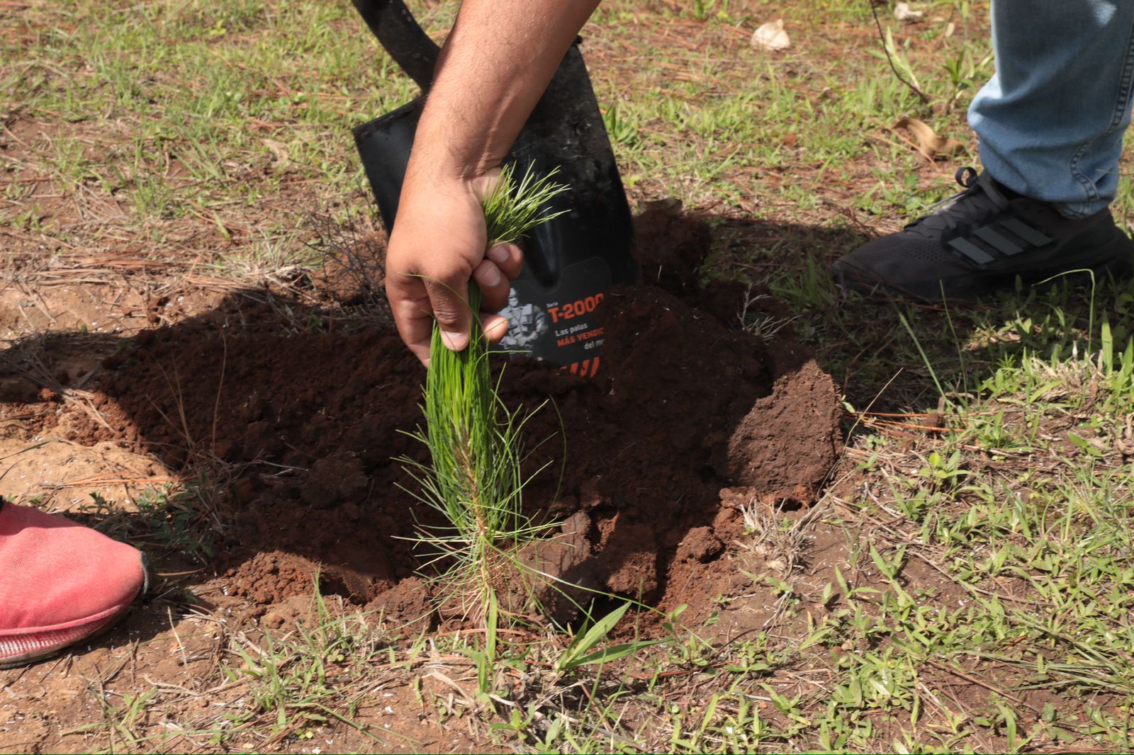 Arrancó reforestación simultánea en 12 municipios de Michoacán