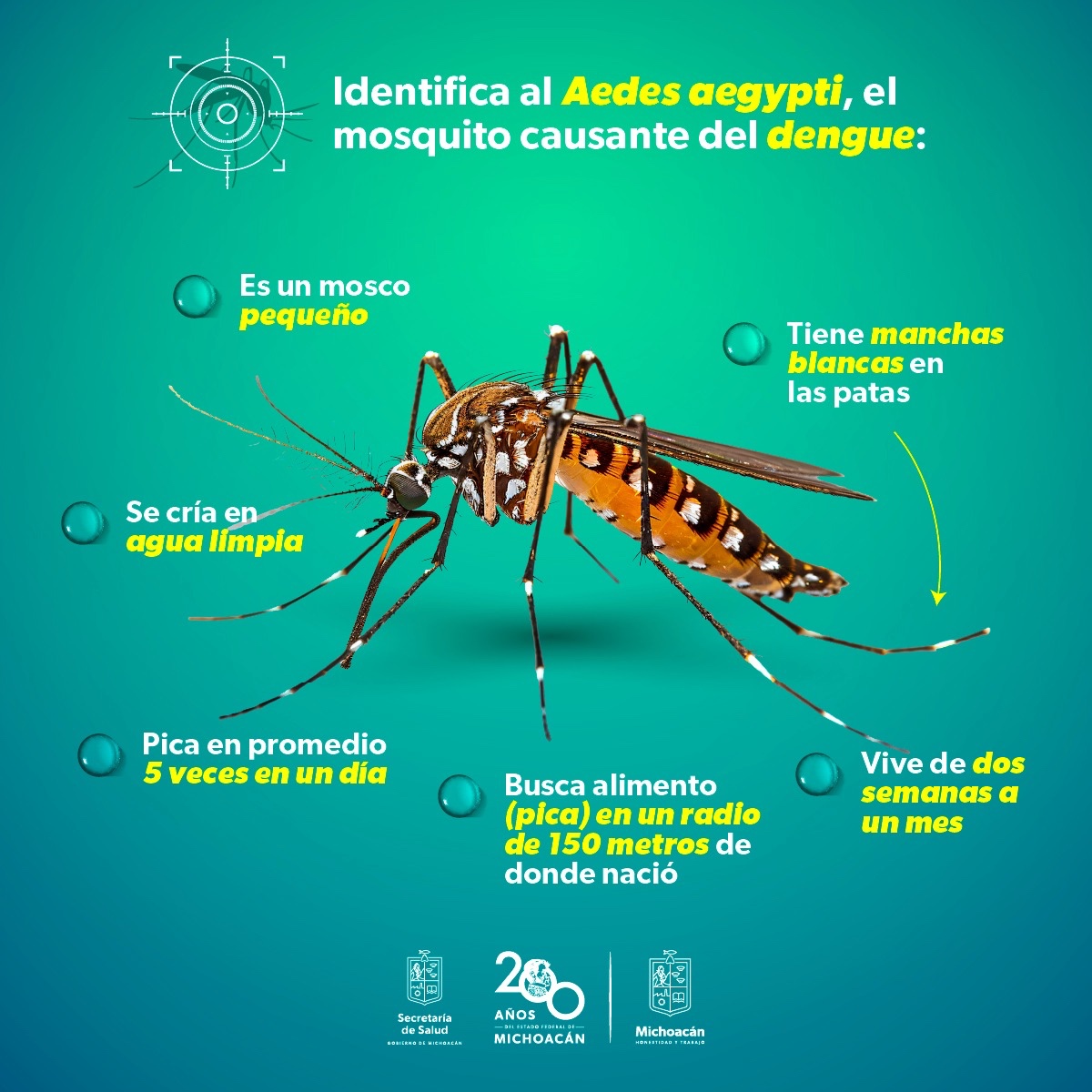 Conoce cómo actúa y luce el mosco transmisor del dengue