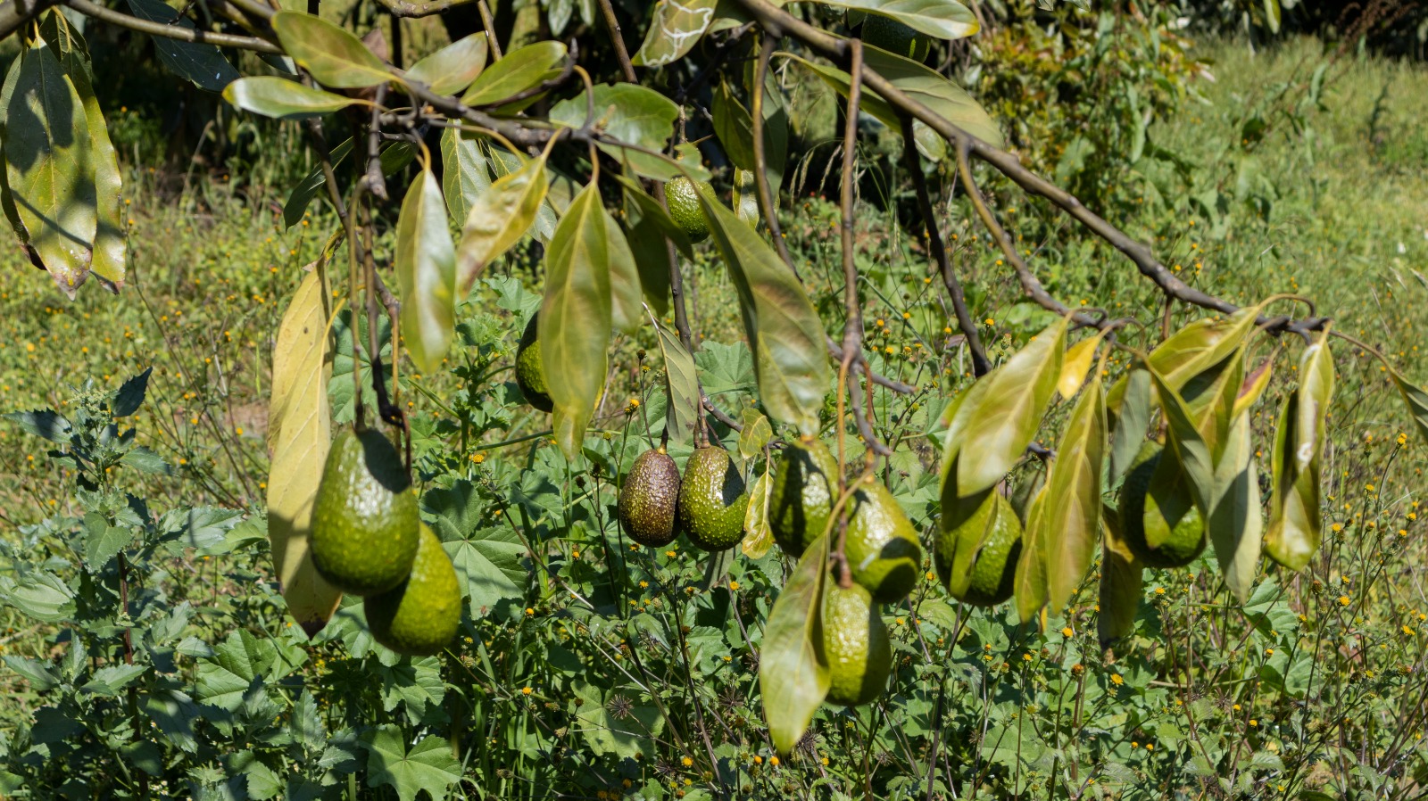 El cultivo de aguacate, visto desde el estudio de los suelos.