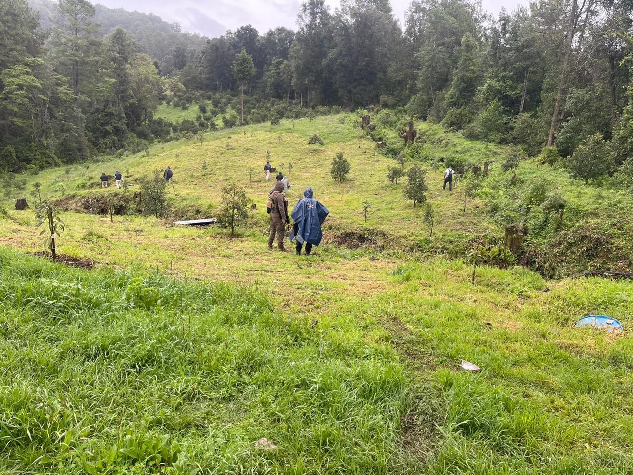 Catean predio relacionado en plantación ilegal de aguacate y tala, en Tacámbaro