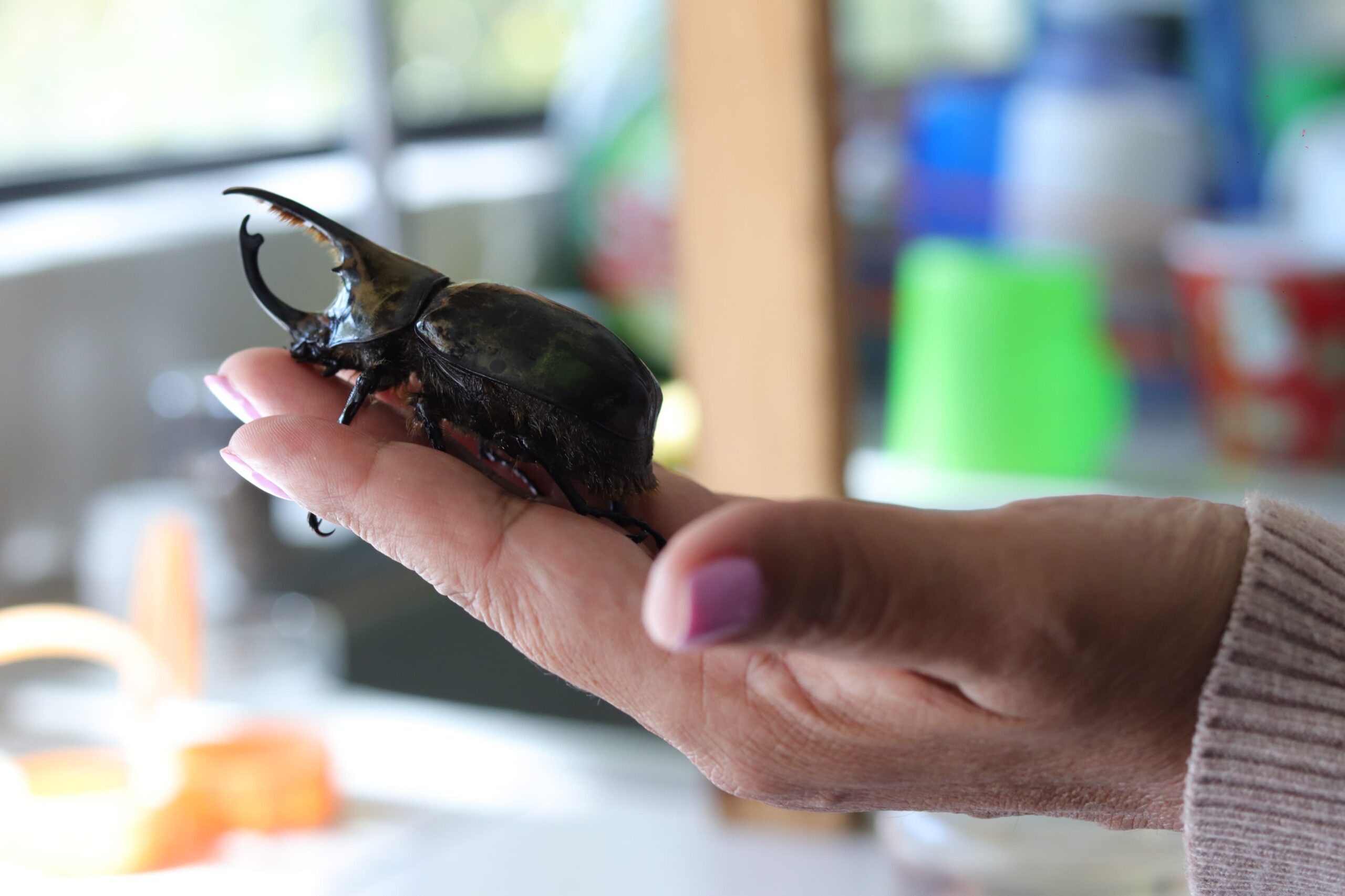 UMSNH acerca a las infancias con la naturaleza a través del proyecto “Bichos en todas partes”