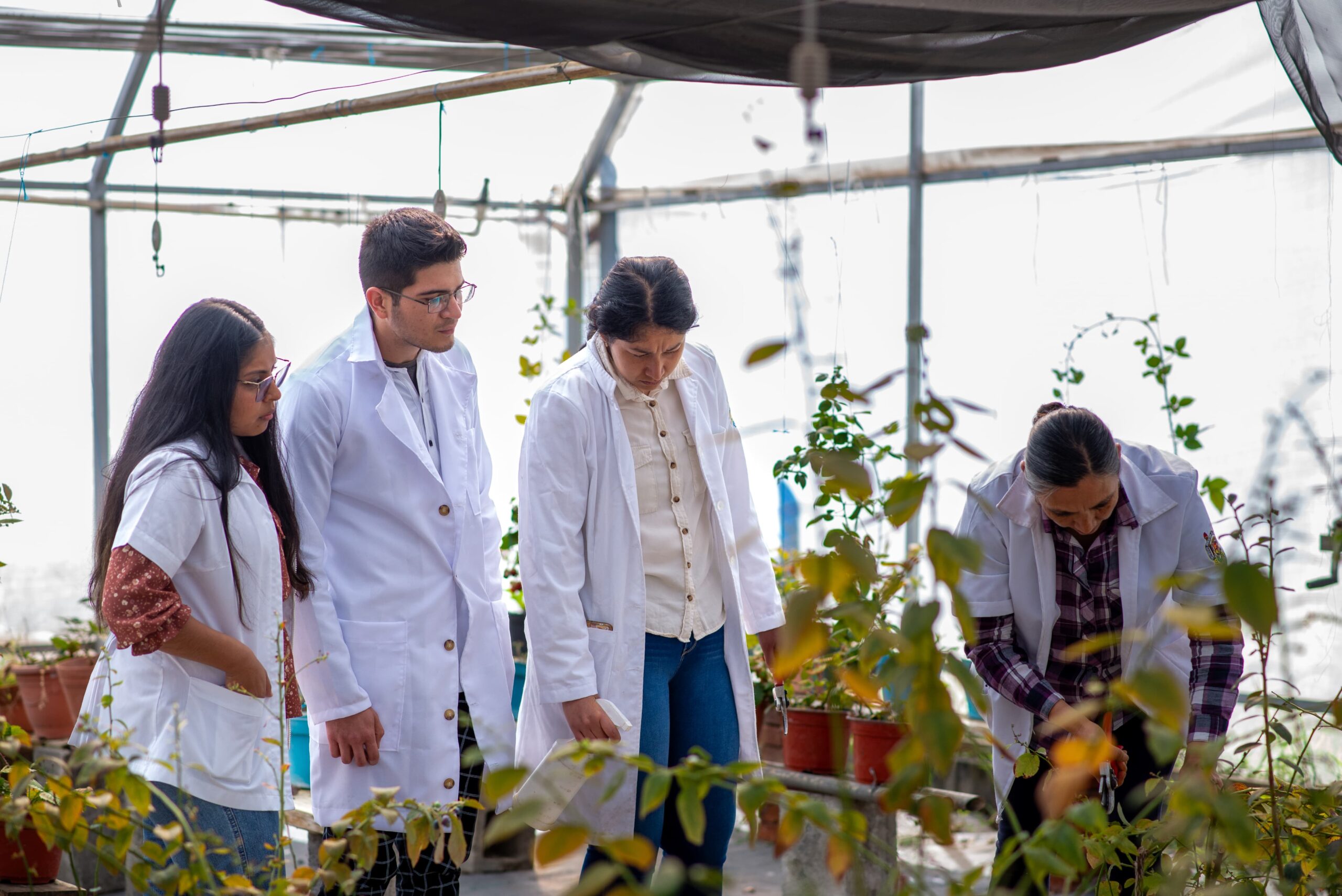 UMSNH obtiene el Título de obtentor de nuevas variedades de zarzamora; transfiere innovación tecnológica al sector productivo