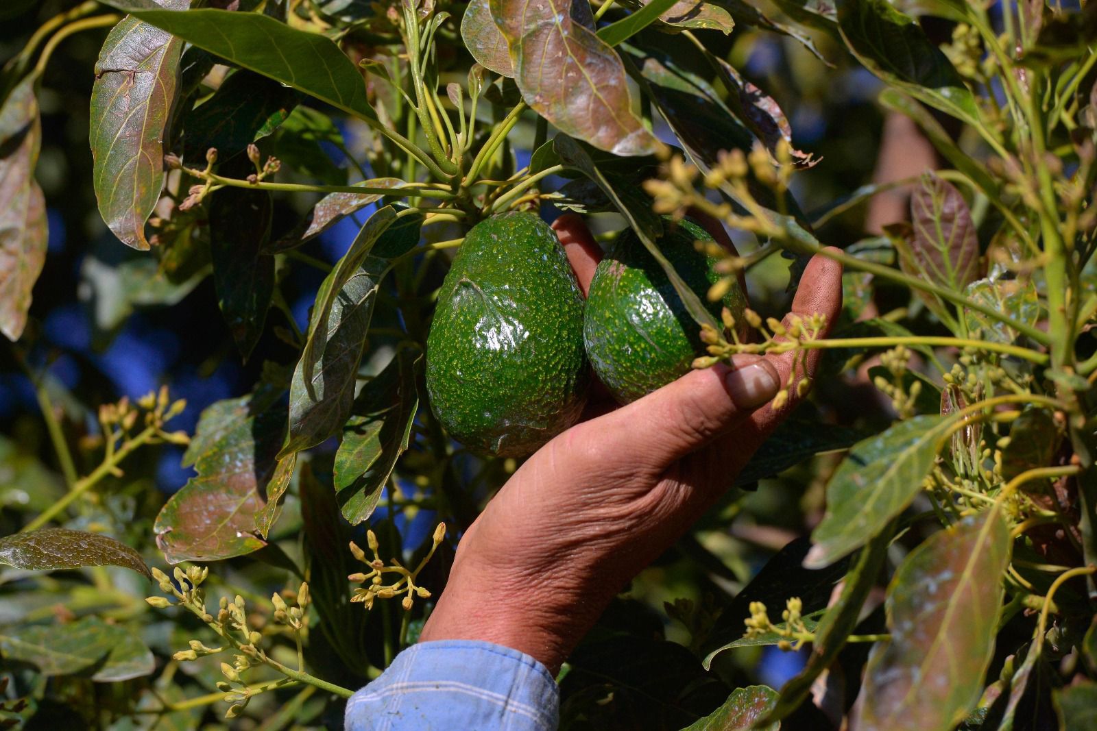 Certificación ProForest Avocado protege 49 mil huertas exportadoras de aguacate