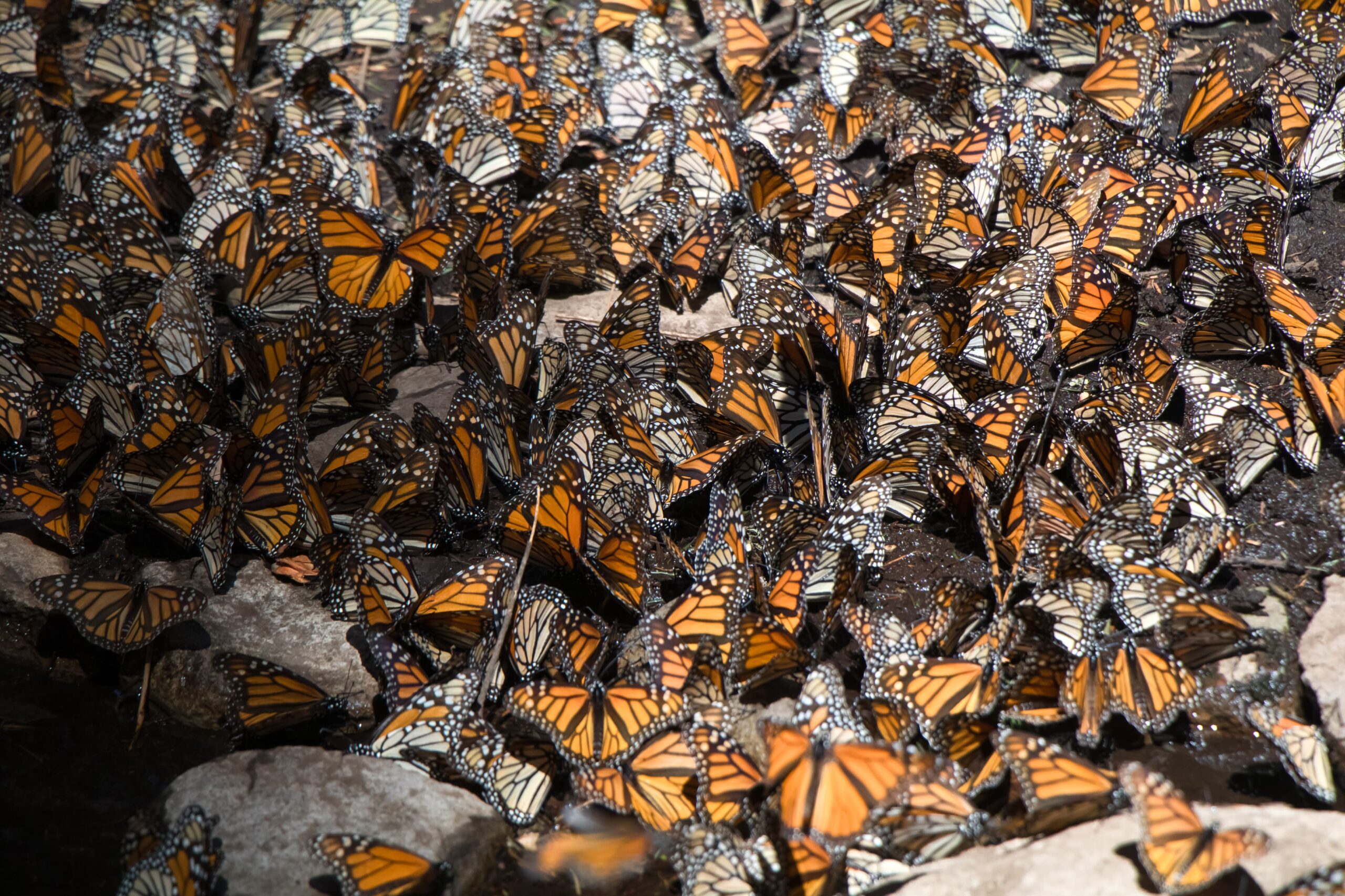 Arranca Festival Biocultural de la Mariposa Monarca en la Región Oriente