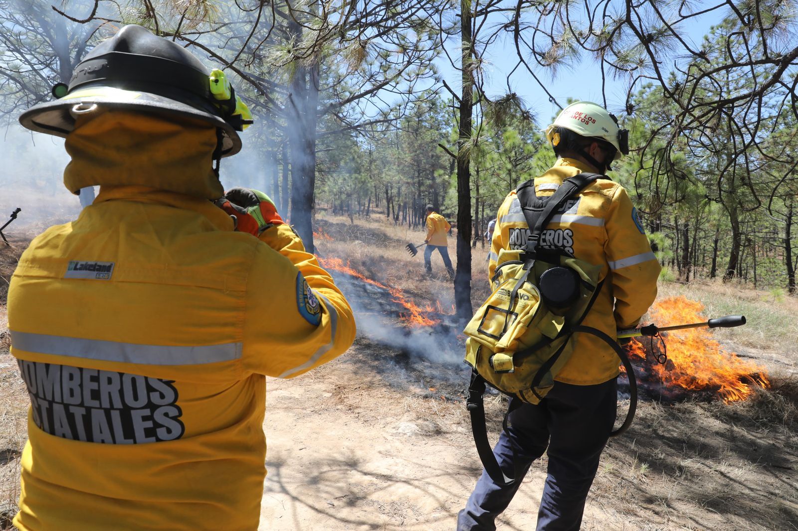 Lo que debes hacer ante desplazamiento de fauna silvestre por incendios Lo que debes hacer ante desplazamiento de fauna silvestre por incendios