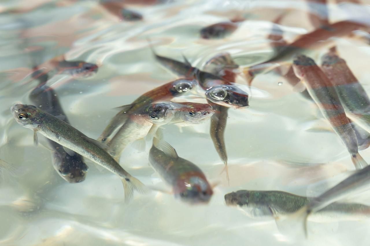 Pescado blanco en vías de obtener protección de indicación geográfica: ICTI Pescado blanco en vías de obtener protección de indicación geográfica: ICTI