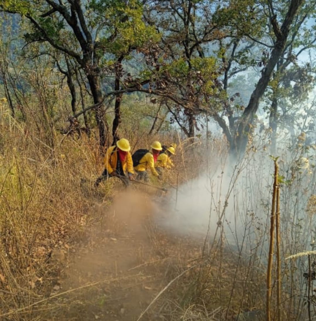 Brigadistas forestales apagan 4 incendios y atienden 3 más: Cofom Brigadistas forestales apagan 4 incendios y atienden 3 más: Cofom