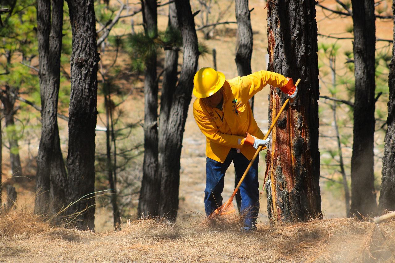 Brigadas atienden incendio en Cotija: Cofom Brigadas atienden incendio en Cotija: Cofom