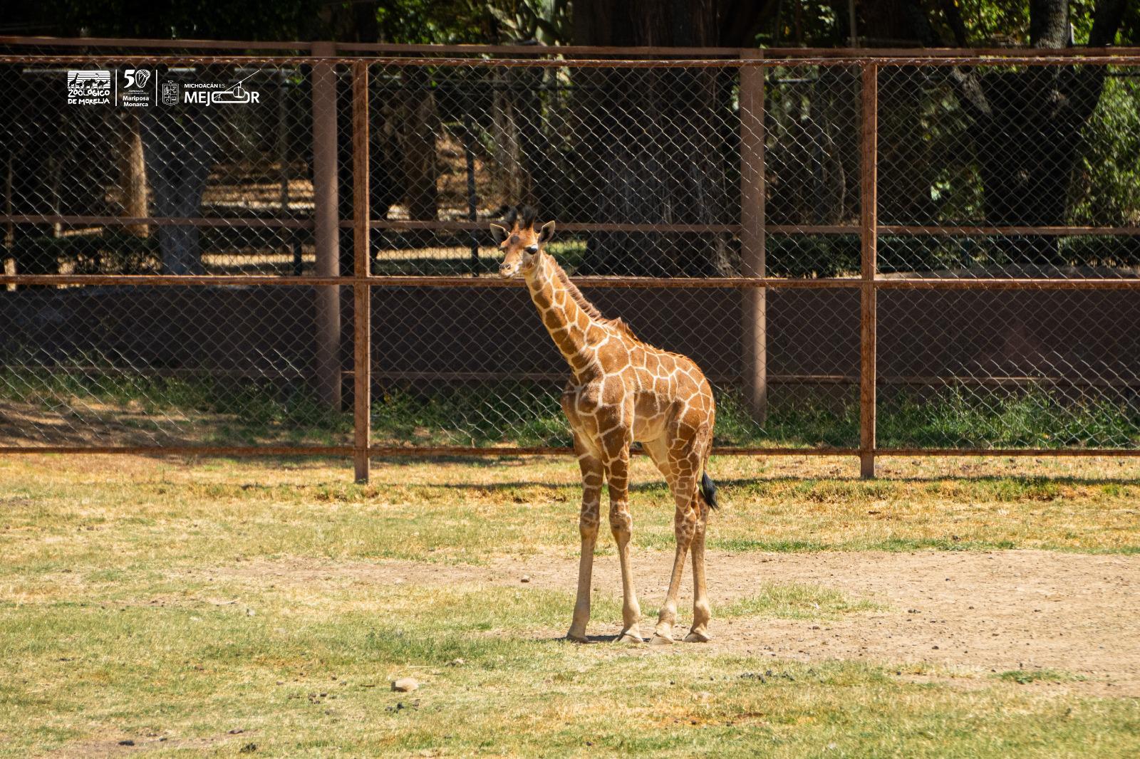 Ponle nombre a la nueva jirafa del Zoológico de Morelia